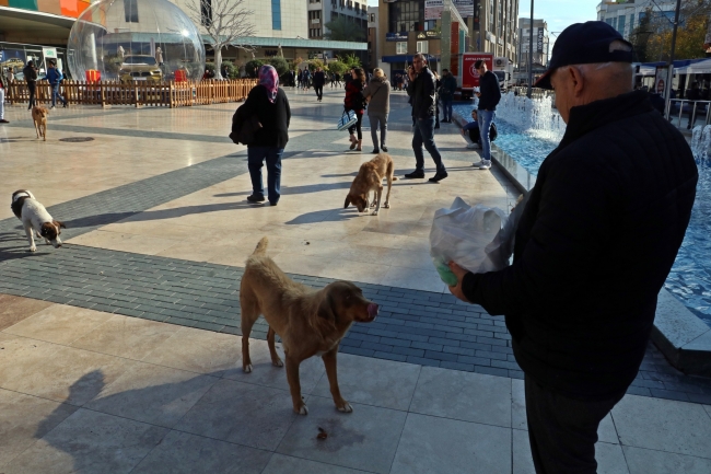 Emekli maaşının yarısını sokak hayvanlarına harcıyor
